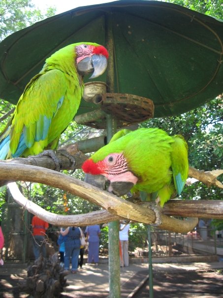 interlude... beautiful parrots!