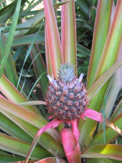 I learned how pineapples grow.  (admit it, you weren't sure either...)